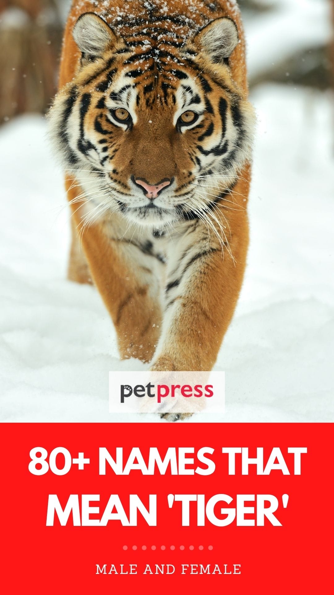 The Most Awesome 80+ Names That Mean Tiger