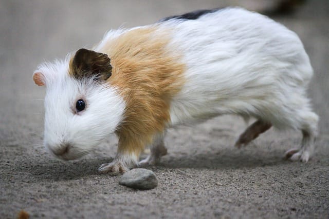 White Hamster Names - 160+ Best Name Ideas For White Hamster