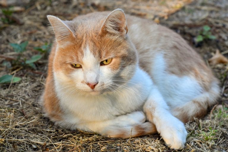 Is your cat psychopathic? A new study examines psychopathy in cats