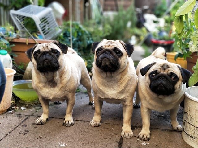 pugs-stolen