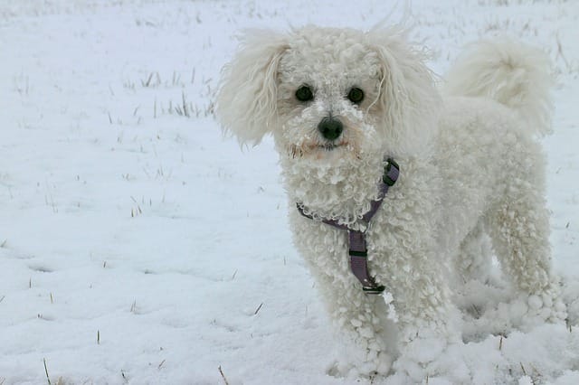 puppy-in-snow