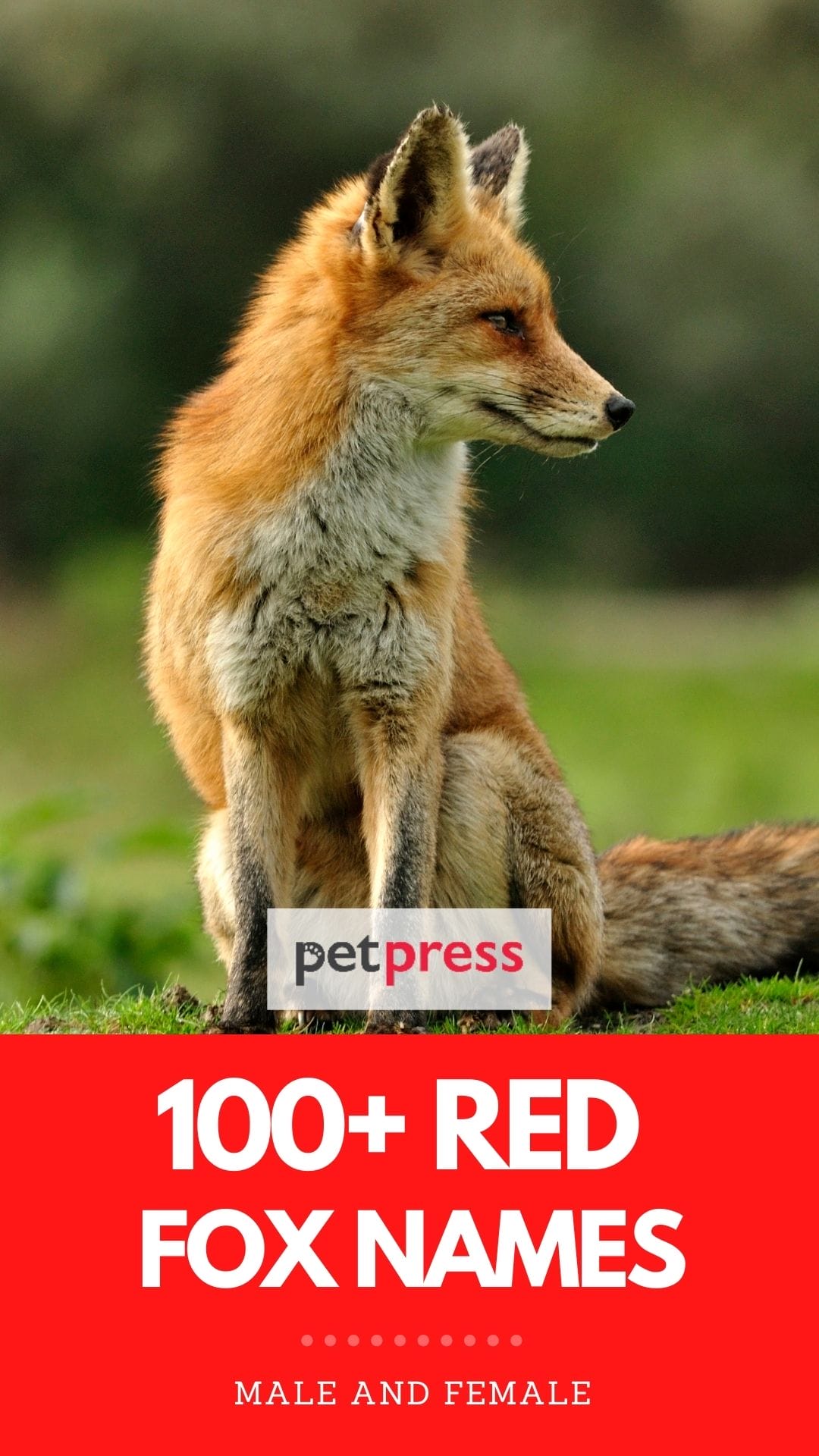 100+ Best Red Fox Names: List of Names for Red Foxes