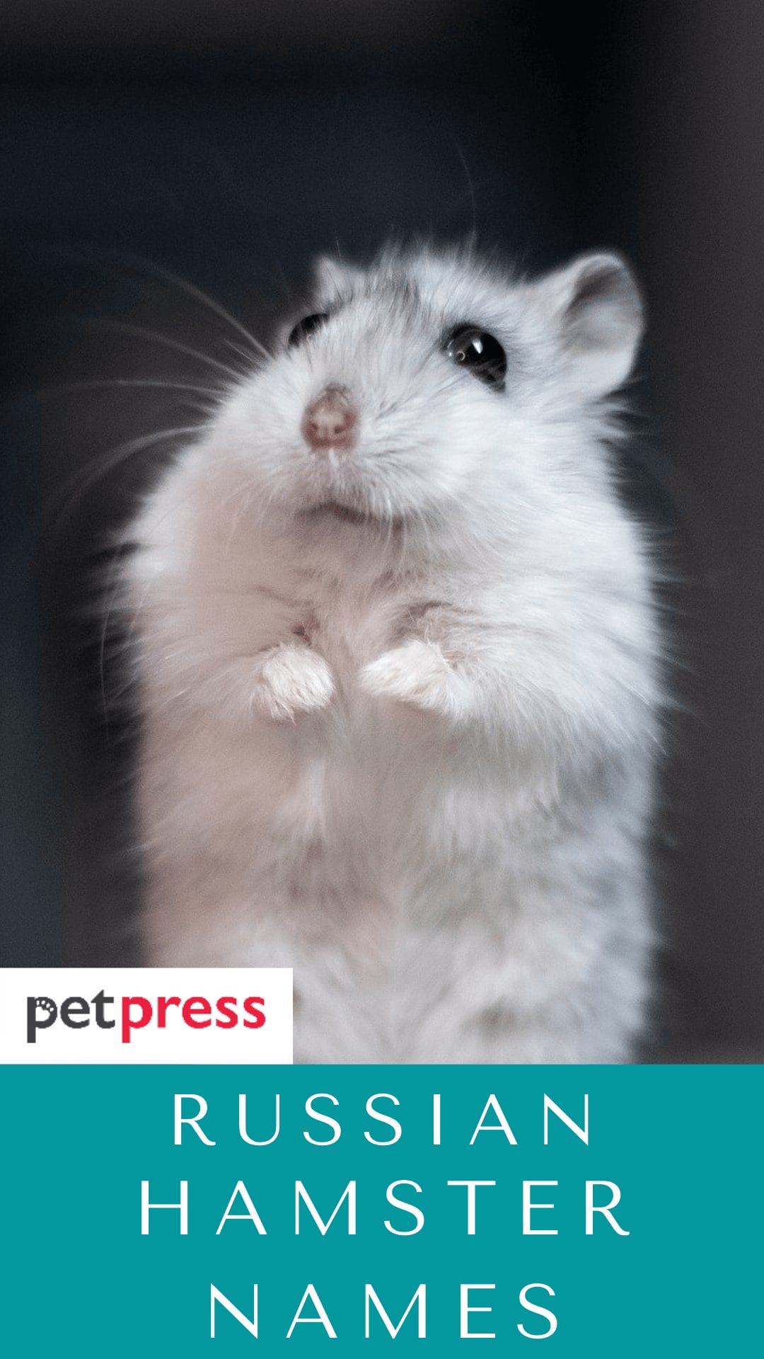 russian-hamster-names