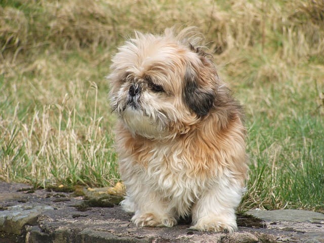 shih-tzu