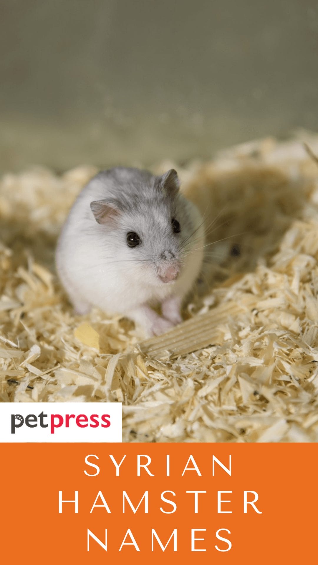 Syrian Hamster Names 320+ Best Name Ideas For Syrian Hamster