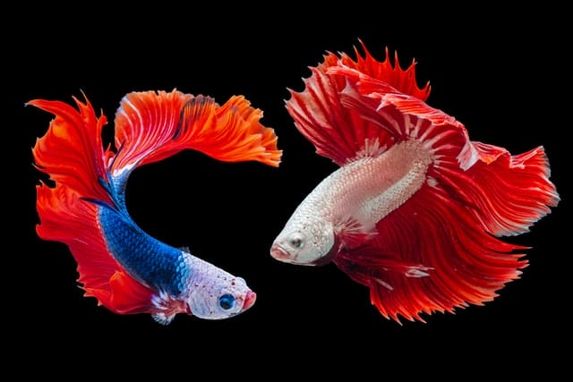 unique-betta-fish-names