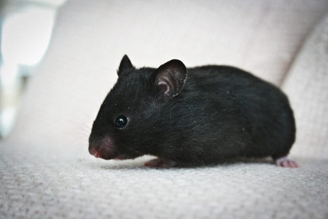 unique-black-hamster-names