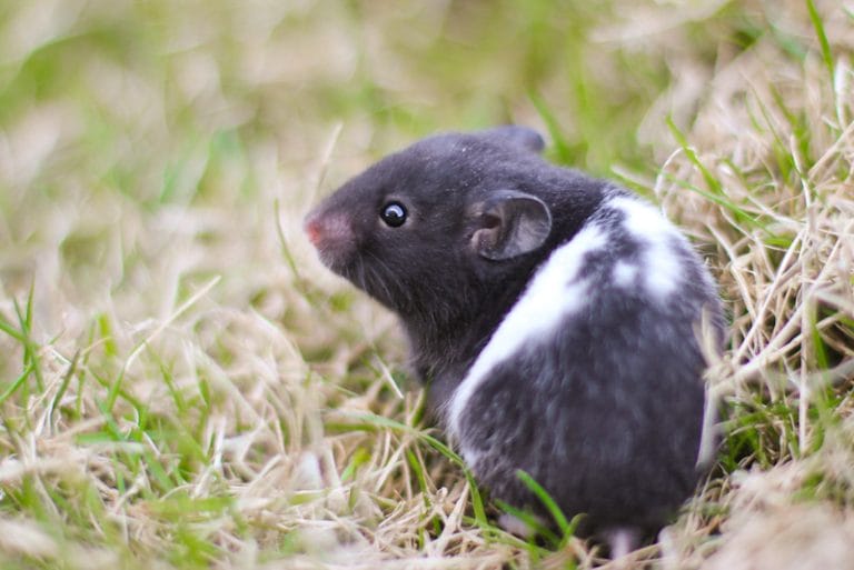 What Should I Name My Black And White Hamster