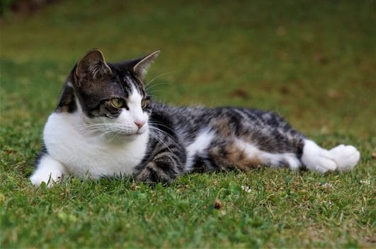 120 Edgy Cat Names Unique Cat Name Ideas For Your Kitten 120 Edgy Cat Names Unique Cat Name Ideas For Your Kitten