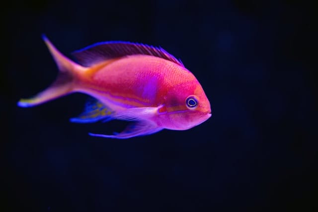 unique-female-fish-names