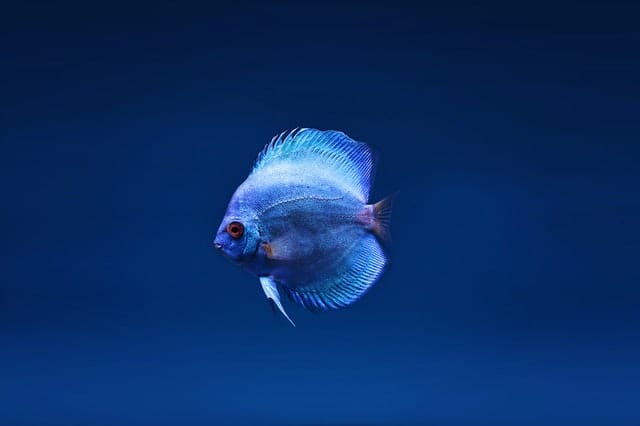 unique-male-fish-names