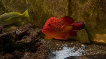 90+ Red Fish Names - Best Fish Name Ideas For Your Red Pet Fish