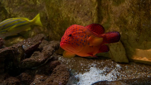 unique-red-fish-names