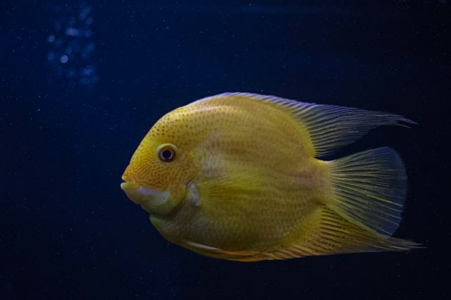 unique-unisex-fish-names