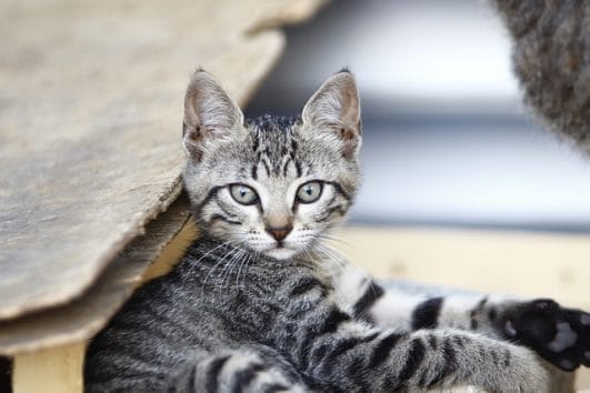 140-best-grey-tabby-cat-names-for-your-grey-tabby-kitten