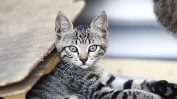 unisex-grey-tabby-cat-names