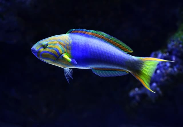 unisex-hawaiian-fish-names