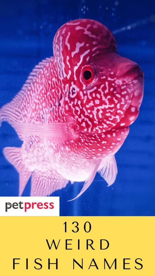 130+ Weird Fish Names - Unusual Fish Name Ideas For Your Pet Fishes