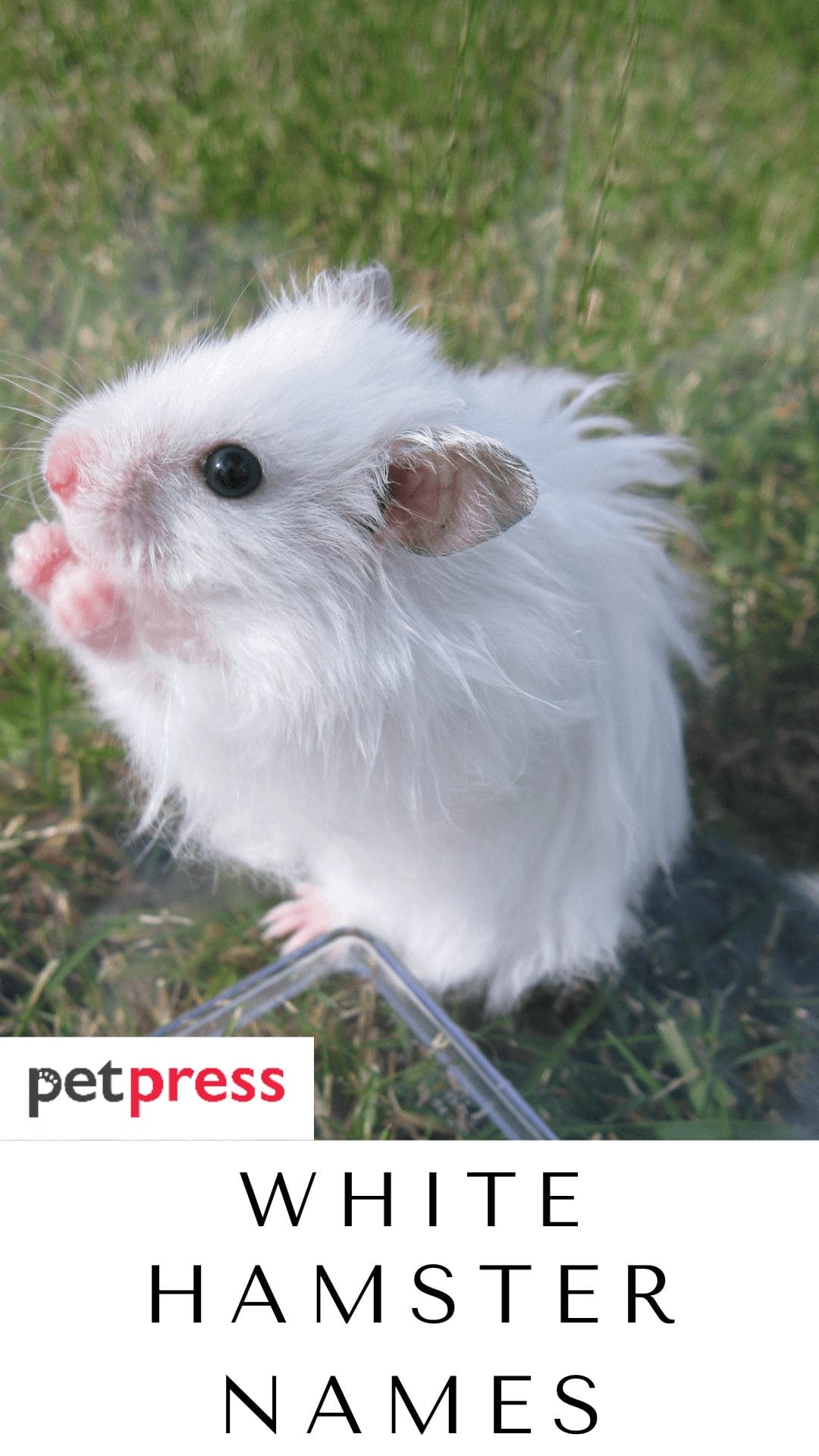 White Hamster Names - 160+ Best Name Ideas For White Hamster