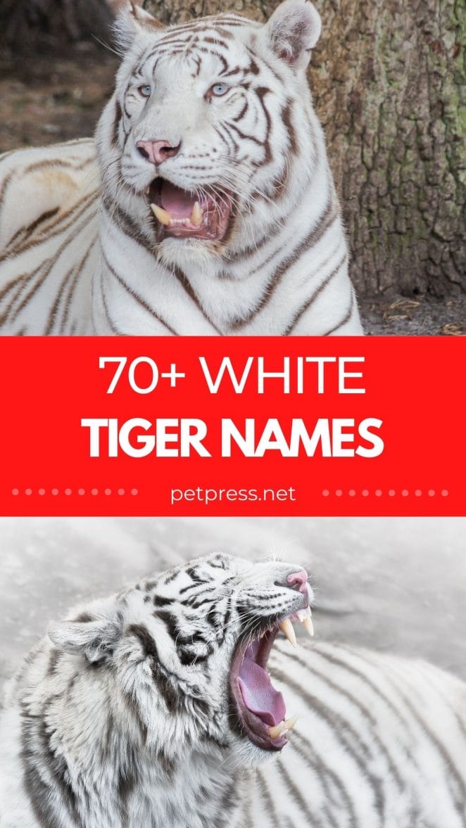 white tiger names