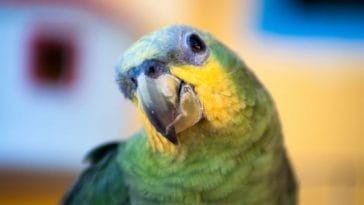 100+ Funniest Parrot Names - Funny Names for Your Pet Parrot