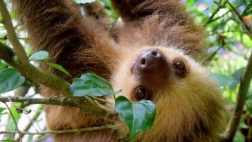 100+ Names Meaning 'Sloth' - The Best Names for Your Pet Sloth