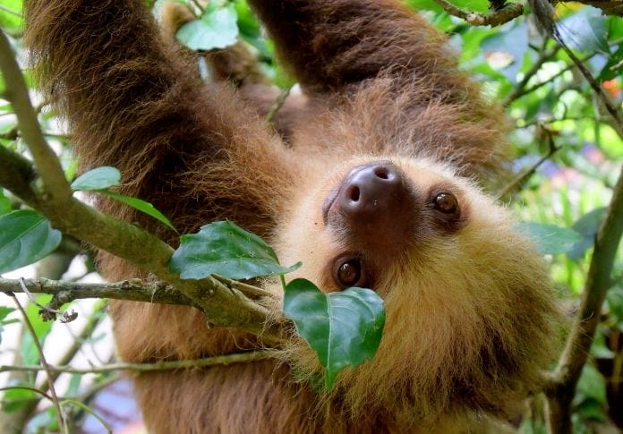 100+ Names Meaning 'Sloth' - The Best Names for Your Pet Sloth