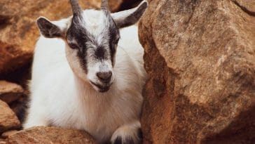 100+ Pygmy Goat Names - The Ultimate List of Names For Pygmy Goats