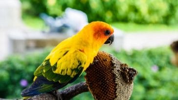 100+ Spanish Names for a Parrot - The Best Spanish Parrot Names