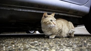 120+ Best Cat Car Names - List of Car-Inspired Names for Your Kitty