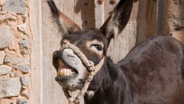 140+ Funny Donkey Names - Funny & Cute Names For A Pet Donkey