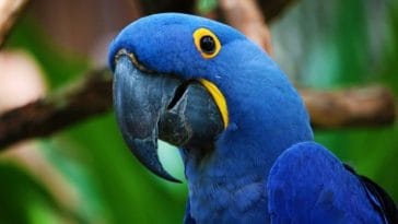 200+ Blue Parrot Names - Best Name Ideas for a Pet Blue Parrot