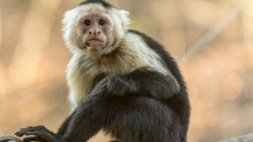 50+ Names for Pet Monkeys That Mean 'Monkey'
