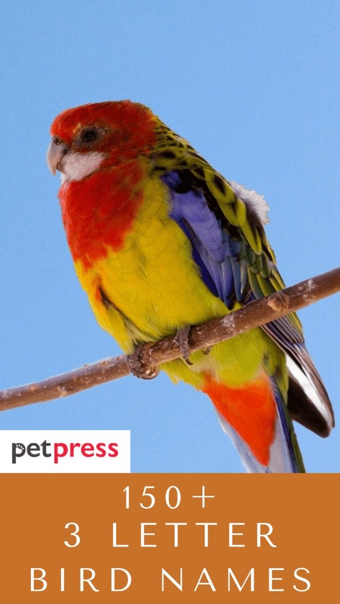 150 Unique 3 Letter Bird Names With Meanings For Your Pet Bird 150-unique-3-letter-bird-names-with-meanings-for-your-pet-bird