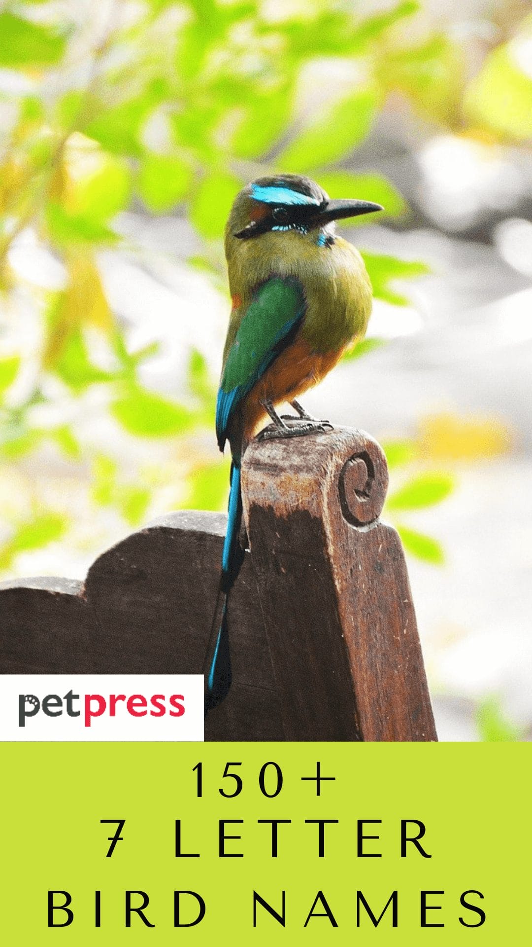 150+ Top 7 Letter Bird Names With Meanings For Your Pet Bird