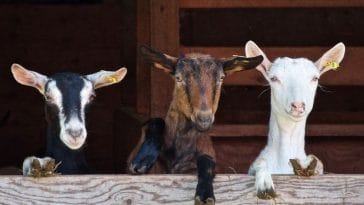 80+ Names Meaning 'Goat' - Goat-Related Names For Your New Pet