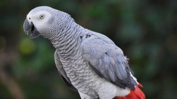 African Grey Parrot Names - 60+ Best Names for Your Grey Parrot