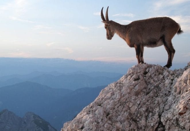 Best Mountain Goat Names