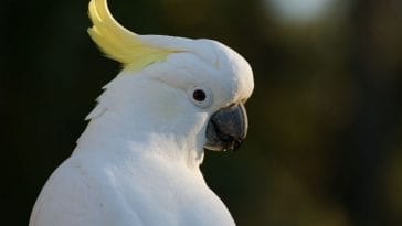 Best White Parrot Names - List of 200+ Names for a White Parrot