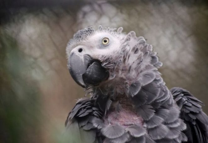 Cool African Grey Parrot Names