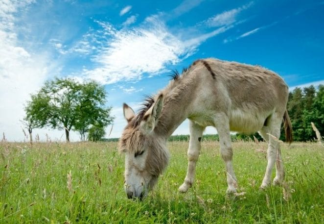 Donkey Names Inspired by Cartoons