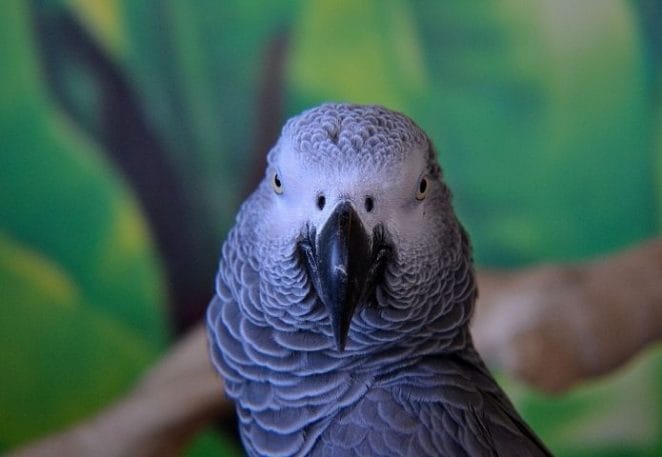Female African Grey Parrot Name