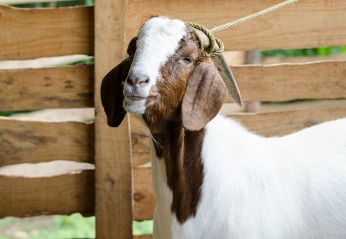 Best Mexican Goat Names: List of 90+ Mexican Nicknames for a Pet Goat