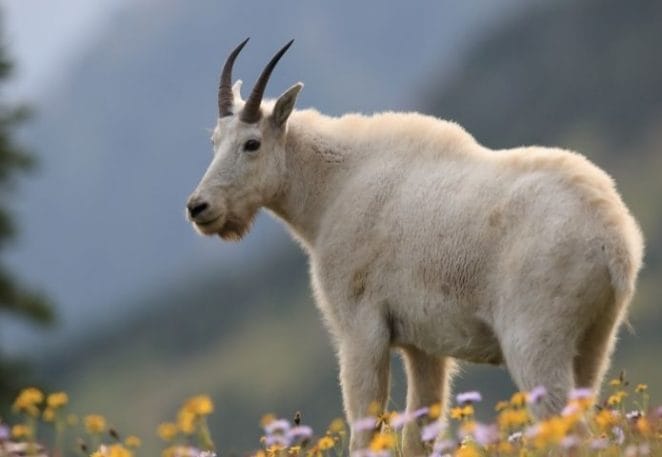 Female Mountain Goat Names