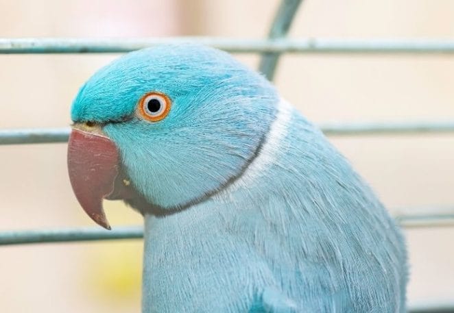 Female Names For Blue Parrots