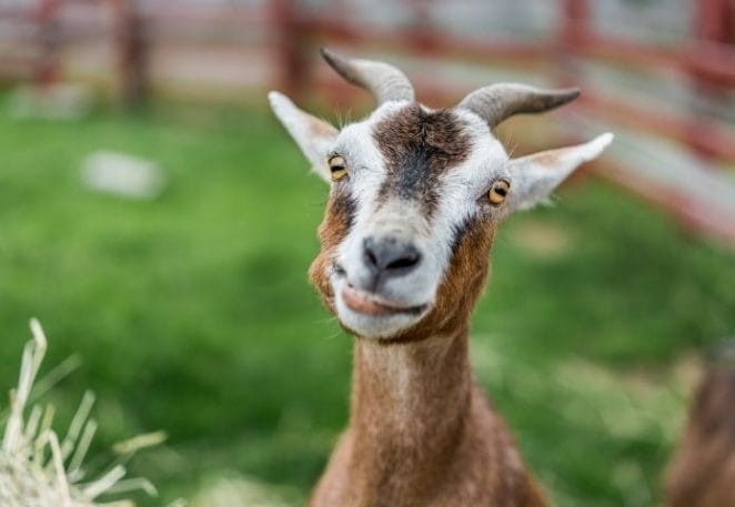 Female Names That Mean 'Goat'