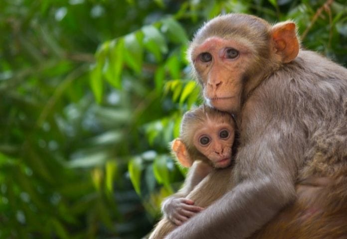 50-names-for-pet-monkeys-that-mean-monkey