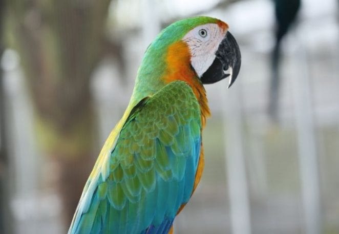 Female Parrot Names Inspired by Disney Characters