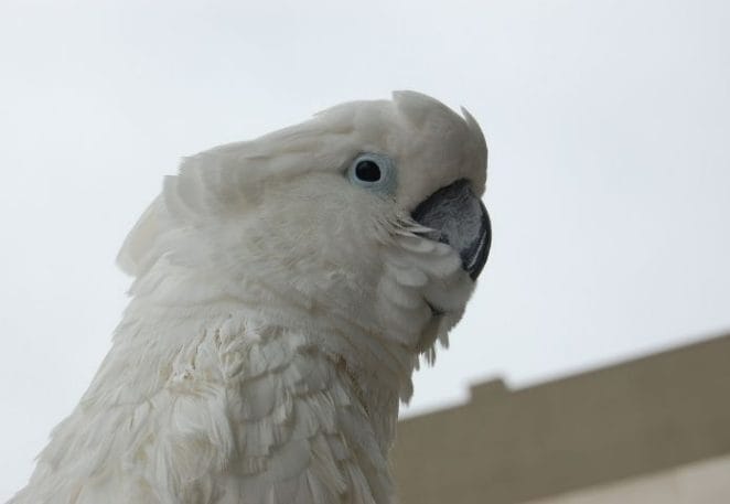 Female White Parrot Names