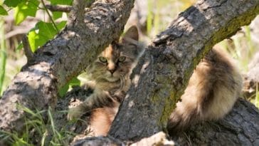 Feral Cats Outwitted by Latest Hi-Tech Approach in Australia